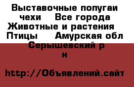 Выставочные попугаи чехи  - Все города Животные и растения » Птицы   . Амурская обл.,Серышевский р-н